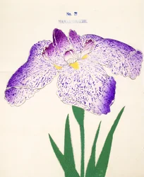 Nanakomachi, nr.21, 1898