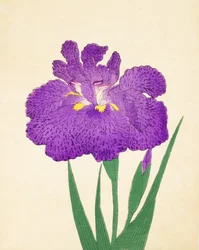 Nyo-Nishiki, nr.11, 1898