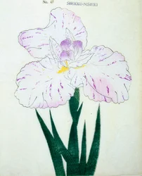 Shokko-Nishiki, nr.48, 1898