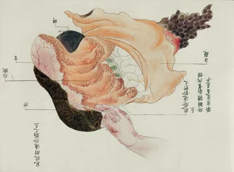 De maag en darmen van de dissectie van een martelslachtoffer van 1796, uit een makimono van een Midori-dokter, 1842