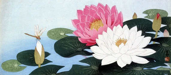 Waterlelies en libel - Japanse prent