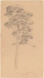 Pijnboom