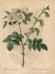 Witte roos, Rosa leucantha