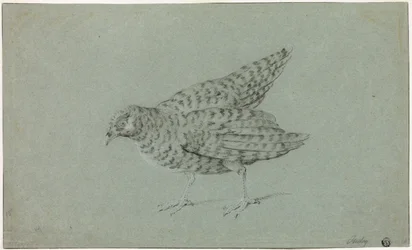 Patrijs