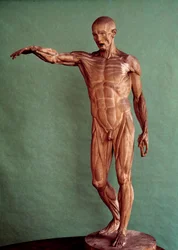 Menselijke anatomie. Écorché