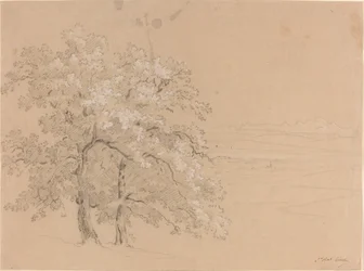 Zonovergoten Bomen Voor een Panoramisch Landschap