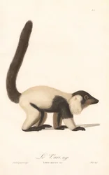 Zwart-witte vari (Lemur macaco)