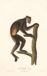 Zwarte indri (Indri Niger)
