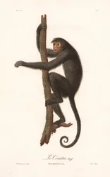 Zwarte Spinaap (Simia paniscus)