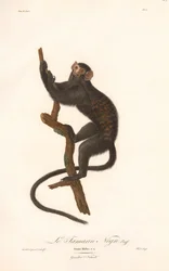 Zwarte tamarin (Simia Midas)