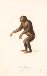 Chimpansee (Simia troglodytes)