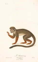 Doodshoofdaapje (Simia sciurea)