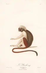 Cotton-top Tamarin (Simia Oedipus)