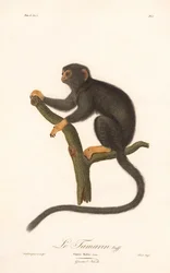 Gouden-handtamarin (Simia Midas)