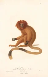 Gouden leeuw-tamarijn (Simia Rosalia)