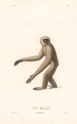 Grijze Langoer (Simia moloch)