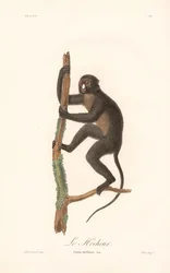 Neusaap (Simia nictitans)