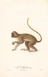 Groene meerkat (Simia Sabaea)