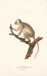 Groene meerkat (Simia Sabaea, variant A)