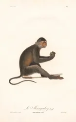 Grivet aap (Simia aethiops)