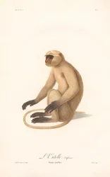 Hanuman Langoer (Simia entellus)