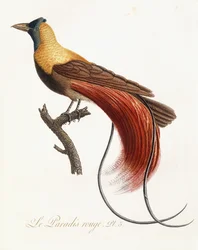 Het rode paradijs, 1802
