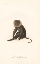 Leeuwstaartmakaak (Simia Silenus)