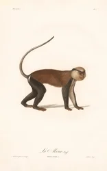 Paapje (Simia mona)