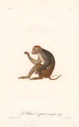 Patas aap (Simia Patas)