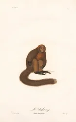 Rode brulaap (Simia pithecia)