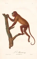Rode brulaap (Simia seniculus)