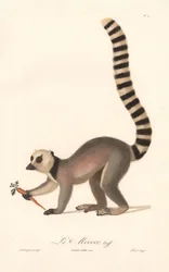 Ringstaartmaki (Lemur catta)
