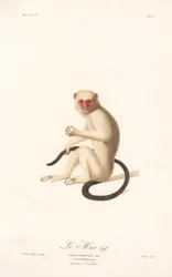 Zilverkleurige penseelaap (Simia argentata)