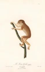 Slanke lori (Loris gracilis)