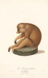 Slanke lori (Loris tardigradus)