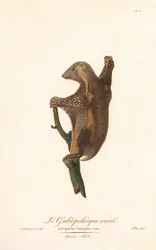 Gevlekte vliegende maki (Galeopithecus variegatus)
