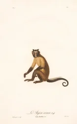 Kuifkapucijn (Simia fatuellus)