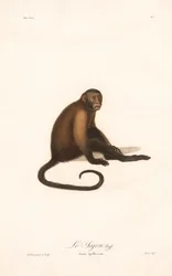 Kuifaapje (Simia apella)