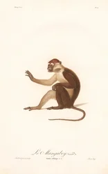 Variant van de Grivet Aap (Simia aethiops v.a.)