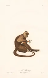 Witkopkapucijn (Simia capucina)