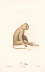 Withandgibbon (Simia alys)