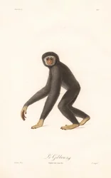 Withandgibbon (Simia lar)