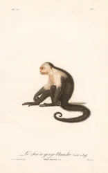 Witkeel kapucijn (Simia capucina)