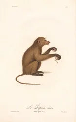 Jonge Guinee Baviaan (Simia Sphinx, variëteit b)