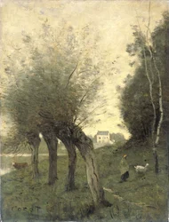 Landschap met knotwilgen