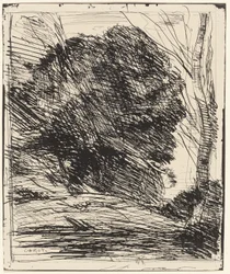 Bomen op een berghelling