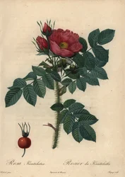 Karmozijnrode Japanse roos; Rosa rugosa