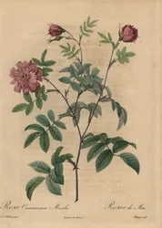 Roze kaneelroos, Rosa majalis
