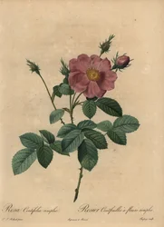 Roze roos, Rosa centifolia simplex