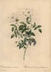 Witte en roze Chinese roos, Rosa chinensis